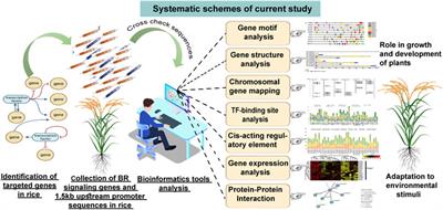 In-Silico Study of Brassinosteroid Signaling Genes in Rice Provides Insight Into Mechanisms Which Regulate Their Expression